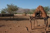 village Himba (premier plan le grenier)