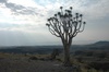 le Kokerboom ou grand Aloes dans les montagnes de Tsaris