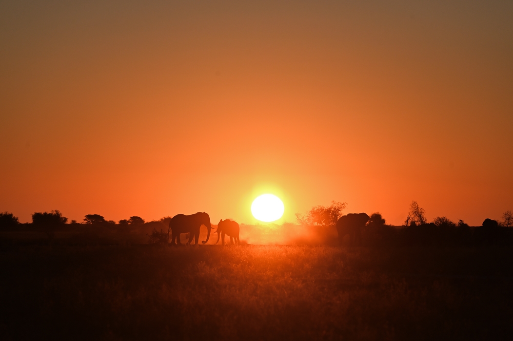 pan de Nxai au Botswana