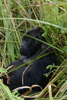 une petite sieste pour les gorilles de Kahuzi Biega