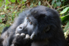 le penseur de rodin à la mode des gorilles africains