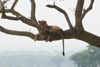 la particularité des lions du Queen Elisabeth NP, ils grimpent aux arbres