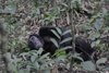 Je fais la sieste nous a dit le chimpanzé (forêt de Kibale)
