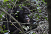 Un chimpanzé qui médite à Kibale