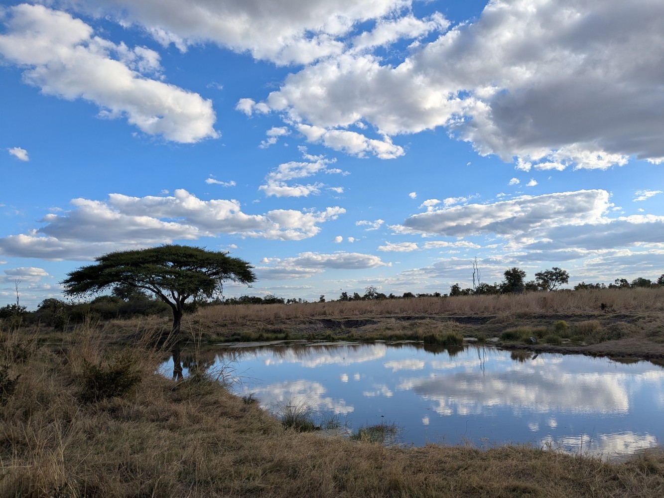 paysage d'Afrique à Hwange NP