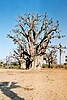 Baobab