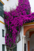 le bougainvillier de la casa de Pilatos