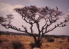 sur un arbre perché