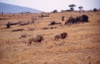 Lions