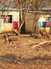 les phacochères viennent se nourrir en ville