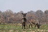 femelle cobe à croissant ou waterbuck