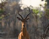 impala mâle au petit matin