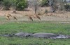 deux hippos dans une petite mare de boue