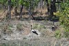 jabiru d'afrique