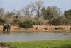 la faune autour du point d'eau