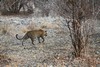 le léopard repart en chasse