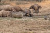 le bain de boue des buffles