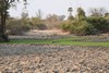 un point d'eau avec son hippopotame