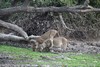 tout le monde a besoin de s'abreuver même les lions