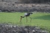 le jabiru pêche