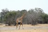 la grâce de madame la girafe