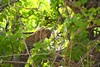 un léopard dans son arbre