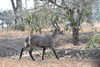 un mâle waterbuck