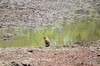 un aigle ravisseur