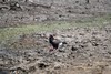 un aigle bateleur des savanes et sa proie