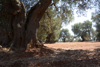 gli ulivi della Puglia