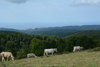 la péninsule du Gargano