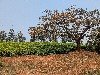 plantation de thé