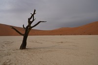 Dead vlei
