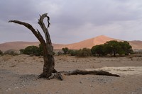 Dead vlei
