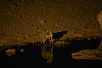 la Hyène aussi a besoin de boire