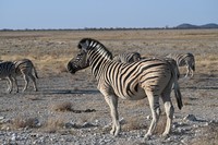 Zèbre de Burchell dans le pan d'Etosha (notez l'absence de rayure sur les pattes)