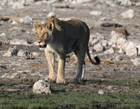 une superbe lionne