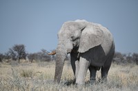 un Eléphant mâle solitaire