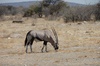Oryx