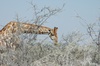 Girafe