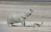 le bain de boue de l'Elephant