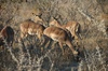 Impalas à face noire