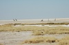 Girafes au pan d'etosha