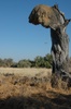 même un arbre mort est utile