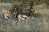 Springboks en soirée