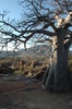 Baobab