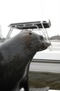 les Otaries montent sur les bateaux