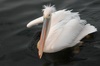 un Pélican dans la baie de Walvis