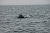 une Baleine