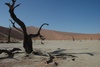Dead vlei